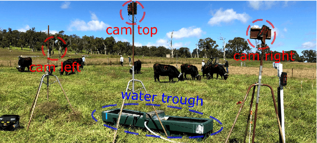 Figure 1 for Video-based cattle identification and action recognition