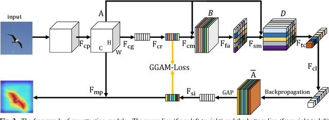 Figure 2 for Grad-CAM guided channel-spatial attention module for fine-grained visual classification