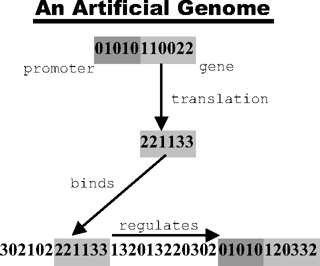Figure 1 for Network Structure and Dynamics, and Emergence of Robustness by Stabilizing Selection in an Artificial Genome