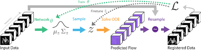 Figure 3 for Deep Group-wise Variational Diffeomorphic Image Registration