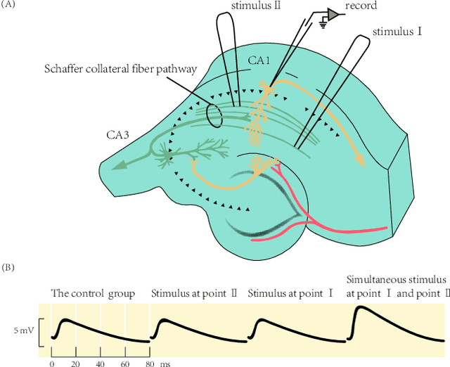 Figure 1 for Modeling Associative Plasticity between Synapses to Enhance Learning of Spiking Neural Networks