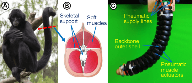 Figure 1 for Hybrid Soft Robots Incorporating Soft and Stiff Elements