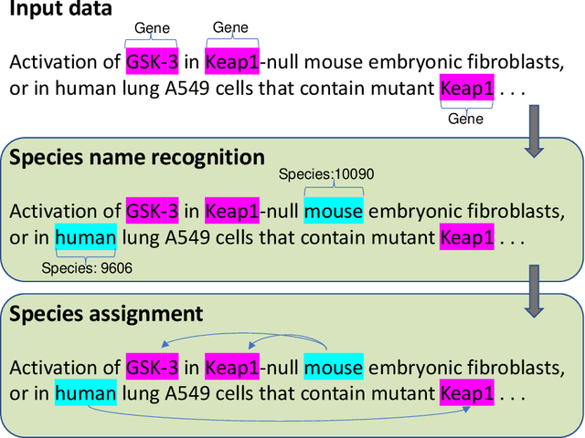 Figure 1 for Assigning Species Information to Corresponding Genes by a Sequence Labeling Framework