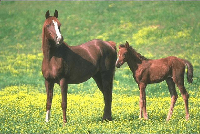 Figure 3 for Enhancing sparse representation of color images by cross channel transformation