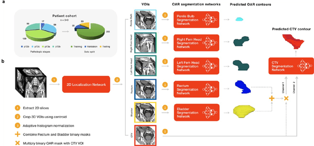 Figure 1 for A deep learning-based framework for segmenting invisible clinical target volumes with estimated uncertainties for post-operative prostate cancer radiotherapy