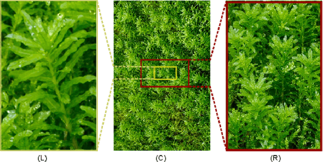 Figure 1 for Multi-scale Discriminant Saliency with Wavelet-based Hidden Markov Tree Modelling