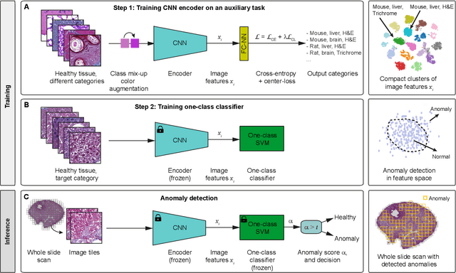 Figure 1 for Learning image representations for anomaly detection: application to discovery of histological alterations in drug development