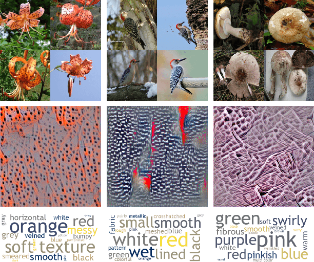 Figure 1 for Visualizing and Describing Fine-grained Categories as Textures