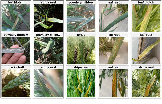 Figure 1 for An In-field Automatic Wheat Disease Diagnosis System