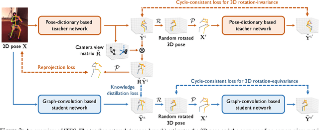 Figure 3 for Invariant Teacher and Equivariant Student for Unsupervised 3D Human Pose Estimation