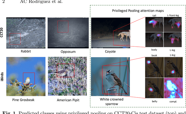 Figure 1 for Privileged Pooling: Supervised attention-based pooling for compensating dataset bias