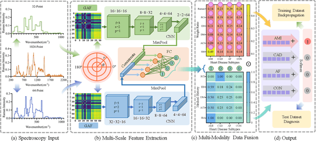 Figure 3 for Multi-Modality Multi-Scale Cardiovascular Disease Subtypes Classification Using Raman Image and Medical History