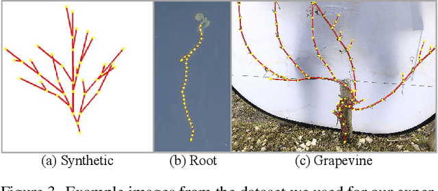 Figure 3 for TreeFormer: Single-view Plant Skeleton Estimation via Tree-constrained Graph Generation