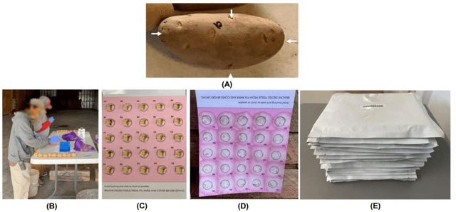 Figure 1 for Design, Integration, and Evaluation of a Dual-Arm Robotic System for High Throughput Tissue Sampling from Potato Tubers