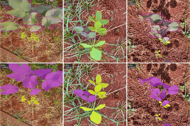 Figure 1 for A Leaf-Level Dataset for Soybean-Cotton Detection and Segmentation