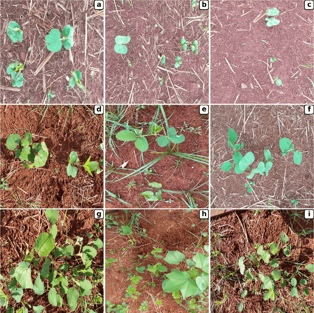 Figure 3 for A Leaf-Level Dataset for Soybean-Cotton Detection and Segmentation
