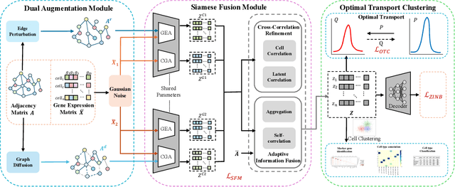 Figure 3 for scSiameseClu: A Siamese Clustering Framework for Interpreting single-cell RNA Sequencing Data