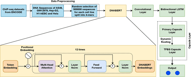 Figure 1 for Predicting Transcription Factor Binding Sites using Transformer based Capsule Network
