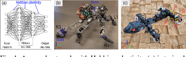 Figure 1 for Bio-Inspired Plastic Neural Networks for Zero-Shot Out-of-Distribution Generalization in Complex Animal-Inspired Robots