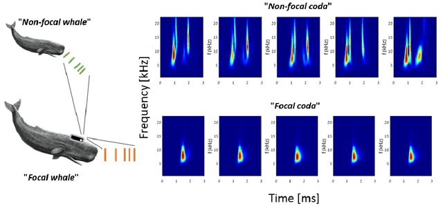 Figure 1 for Automatic Detection and Annotation of Sperm Whale Codas