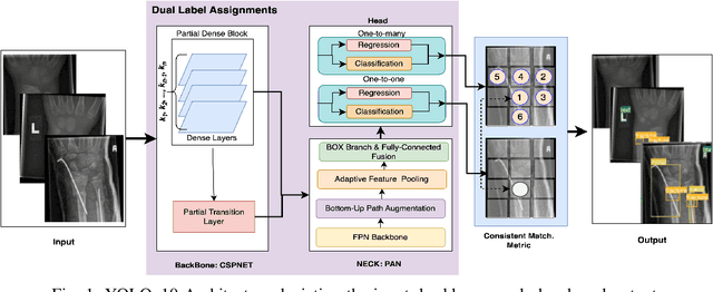 Figure 1 for Pediatric Wrist Fracture Detection in X-rays via YOLOv10 Algorithm and Dual Label Assignment System