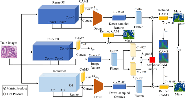 Figure 1 for CVFC: Attention-Based Cross-View Feature Consistency for Weakly Supervised Semantic Segmentation of Pathology Images