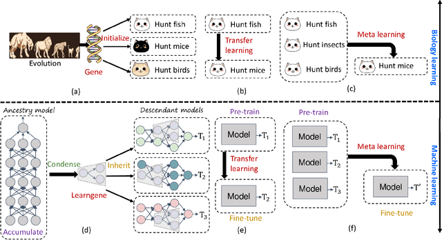 Figure 1 for Learngene: Inheriting Condensed Knowledge from the Ancestry Model to Descendant Models