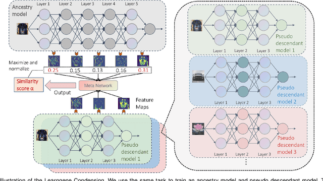 Figure 3 for Learngene: Inheriting Condensed Knowledge from the Ancestry Model to Descendant Models