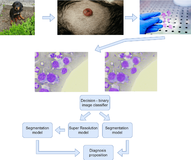 Figure 1 for Using super-resolution for enhancing visual perception and segmentation performance in veterinary cytology