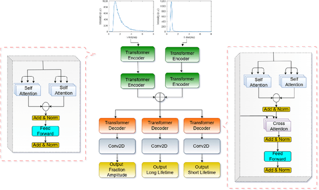 Figure 1 for Enhancing Fluorescence Lifetime Parameter Estimation Accuracy with Differential Transformer Based Deep Learning Model Incorporating Pixelwise Instrument Response Function