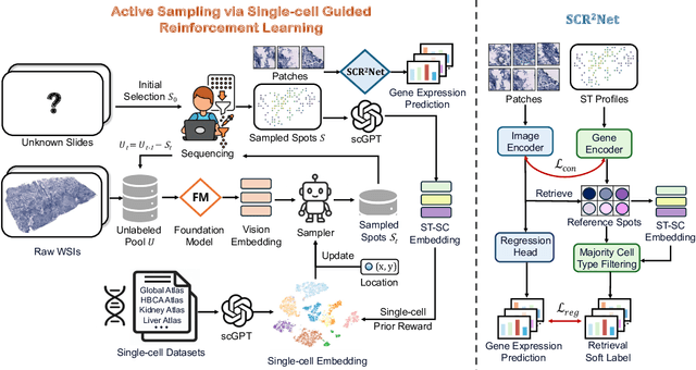 Figure 3 for SCR2-ST: Combine Single Cell with Spatial Transcriptomics for Efficient Active Sampling via Reinforcement Learning