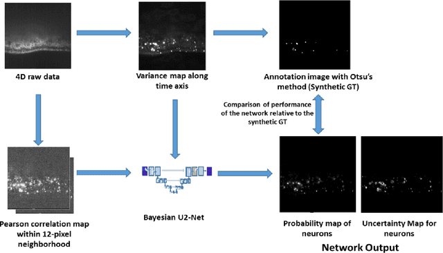 Figure 2 for Automatic Neuronal Activity Segmentation in Fast Four Dimensional Spatio-Temporal Fluorescence Imaging using Bayesian Approach