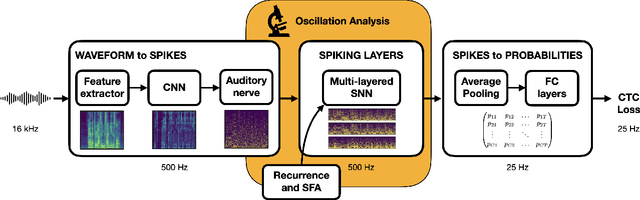 Figure 1 for Exploring neural oscillations during speech perception via surrogate gradient spiking neural networks