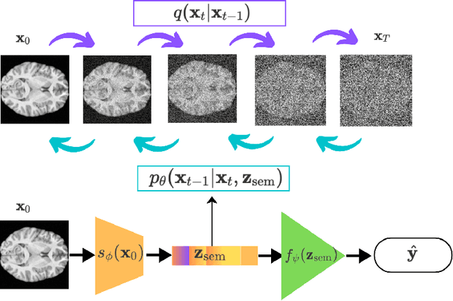 Figure 1 for Semi-Supervised Diffusion Model for Brain Age Prediction