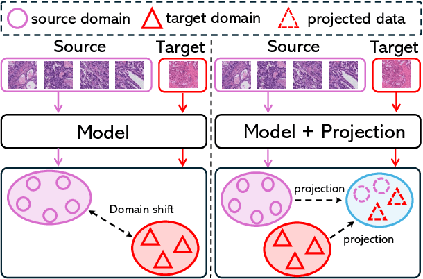 Figure 1 for Advancing Cross-Organ Domain Generalization with Test-Time Style Transfer and Diversity Enhancement
