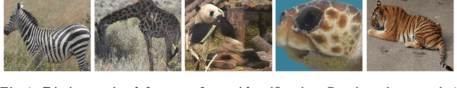 Figure 3 for WildFusion: Individual Animal Identification with Calibrated Similarity Fusion