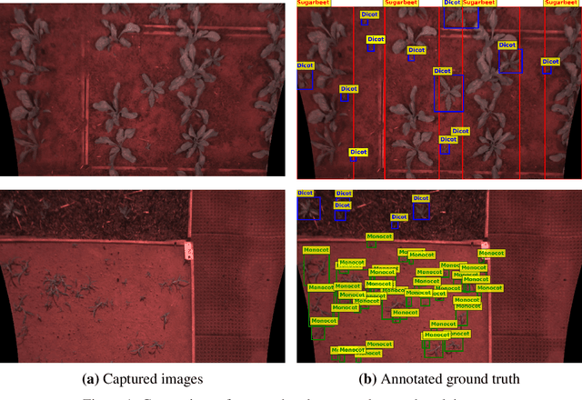 Figure 1 for Comparative Analysis of YOLOv9, YOLOv10 and RT-DETR for Real-Time Weed Detection