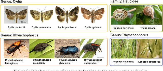 Figure 3 for Species196: A One-Million Semi-supervised Dataset for Fine-grained Species Recognition