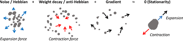 Figure 1 for Emergence of Hebbian Dynamics in Regularized Non-Local Learners