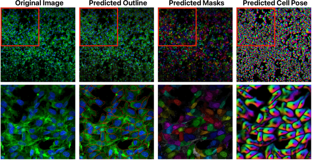 Figure 3 for Grad-CAMO: Learning Interpretable Single-Cell Morphological Profiles from 3D Cell Painting Images