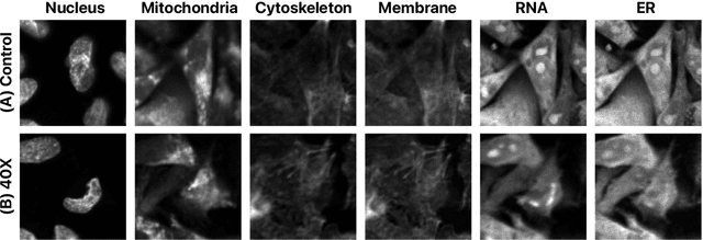 Figure 4 for Grad-CAMO: Learning Interpretable Single-Cell Morphological Profiles from 3D Cell Painting Images