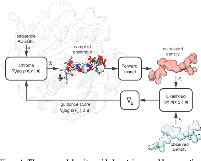 Figure 1 for Generative modeling of protein ensembles guided by crystallographic electron densities