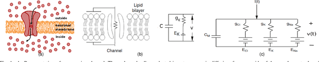 Figure 1 for Towards an Hybrid Hodgkin-Huxley Action Potential Generation Model