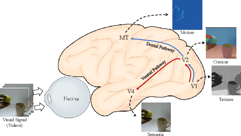 Figure 1 for BIMM: Brain Inspired Masked Modeling for Video Representation Learning