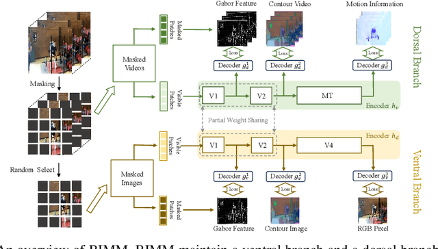 Figure 3 for BIMM: Brain Inspired Masked Modeling for Video Representation Learning