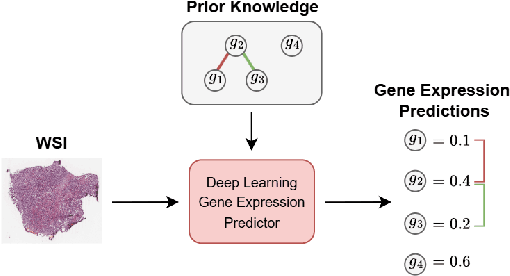 Figure 1 for Prior Knowledge Injection into Deep Learning Models Predicting Gene Expression from Whole Slide Images