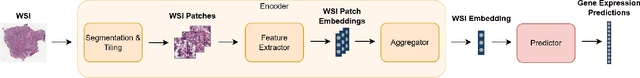Figure 3 for Prior Knowledge Injection into Deep Learning Models Predicting Gene Expression from Whole Slide Images