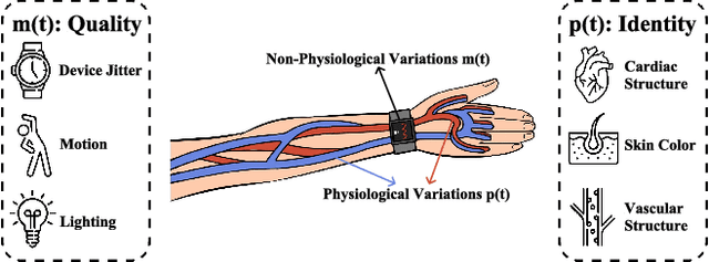 Figure 2 for Exploring Reliable PPG Authentication on Smartwatches in Daily Scenarios
