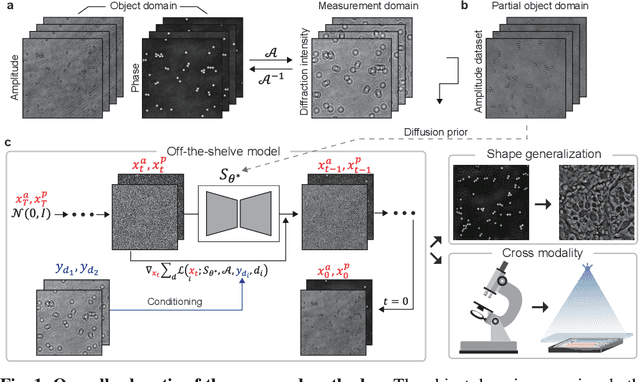Figure 1 for Generalizable Holographic Reconstruction via Amplitude-Only Diffusion Priors
