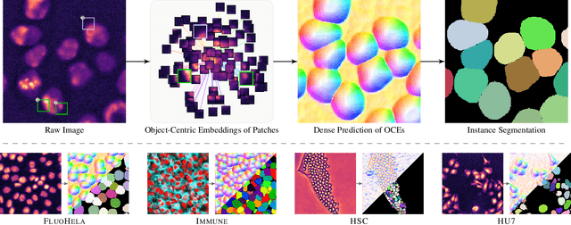 Figure 1 for Unsupervised Learning of Object-Centric Embeddings for Cell Instance Segmentation in Microscopy Images